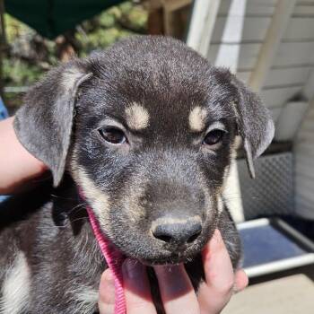 Cedar Luna -  German Shepherd Dog and Mixed Breed Dog for Adoption in Denver, Colorado - Cedar Luna | PetCurious