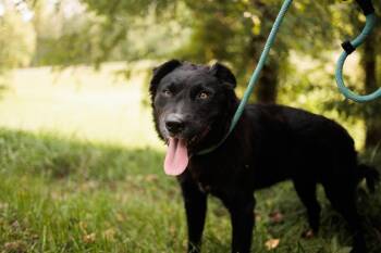 Rescue Mixed Breed Dogs for Adoption in Gradyville, Kentucky - Enya | PetCurious