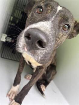 Labrador Retriever and Mixed Breed Dogs Available for Adoption in Houston, Texas - A654756 | PetCurious