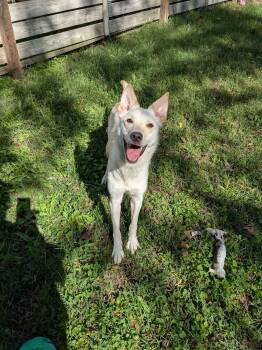 Rescue Husky and Shepherd Dogs for Adoption in Bella Vista, Arkansas - Sugar | PetCurious