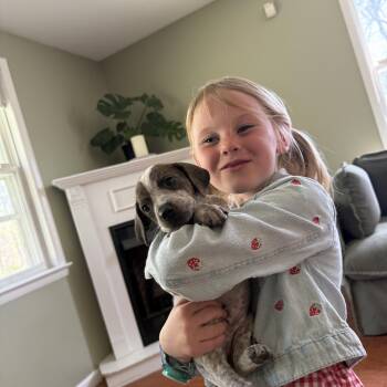 English Coonhound Dogs Available for Adoption in Honey Brook, Pennsylvania - Thistle  | PetCurious