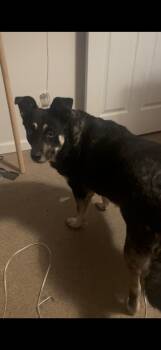 German Shepherd Dog Dogs Available for Adoption in Middlesex, North Carolina - Rio | PetCurious