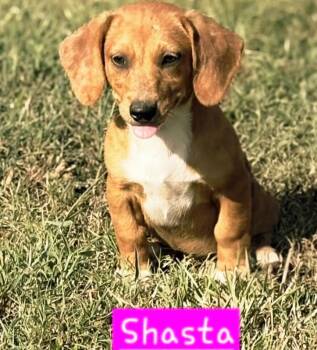 Shasta -  Dachshund and Australian Cattle Dog Blue Heeler Dog for Adoption in Norfolk, Massachusetts - Shasta | PetCurious