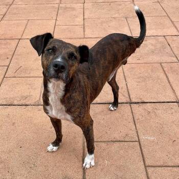 Skippy -  Terrier and Mixed Breed Dog for Adoption in Milan, Illinois - Skippy | PetCurious