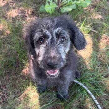 Pippa -  Irish Wolfhound Dog for Adoption in Wilmington, Delaware - Pippa | PetCurious