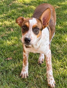 Pistachio - mixed nut litter -  Labrador Retriever and Australian Cattle Dog Blue Heeler Dog for Adoption in Horn Lake, Mississippi - Pistachio - Mixed Nut Litter | PetCurious