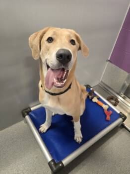 Rescue Anatolian Shepherd Dogs for Adoption in Wellington, Kansas - Ruza | PetCurious