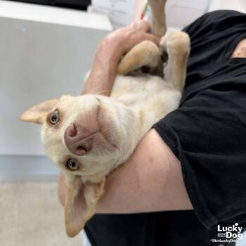 Bailey -  Retriever Dog for Adoption in Washington, District Of Columbia - Bailey | PetCurious