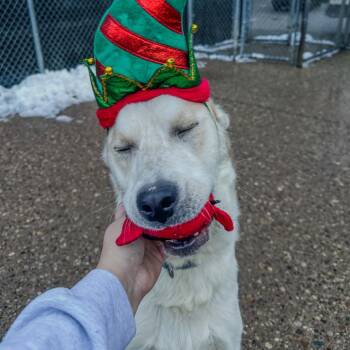 Mixed Breed Dogs Available for Adoption - Giuseppe | PetCurious