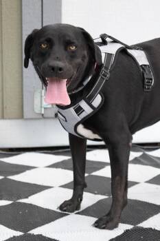 Shadow Mae -  Labrador Retriever Dog for Adoption in Savage, Minnesota - Shadow Mae | PetCurious