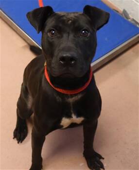 Rescue Mixed Breed Dogs for Adoption in Columbia, South Carolina - SNICKERS | PetCurious