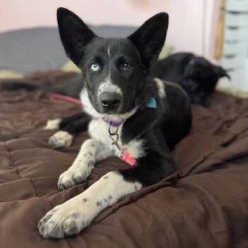 Aura -  German Shepherd Dog Dog for Adoption in Oakland, California - Aura | PetCurious