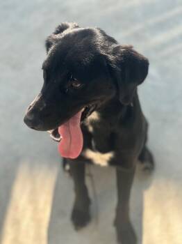 Mixed Breed and Labrador Retriever Dogs Available for Adoption - Hallie | PetCurious