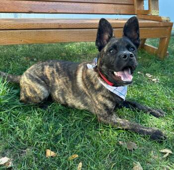 Rescue French Bulldog and German Shepherd Dog Dogs for Adoption in Logan, Utah - Spike | PetCurious