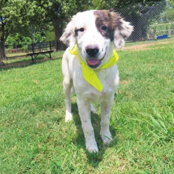 Nellie -  English Setter and Mixed Breed Dog for Adoption in Wadena, Minnesota - Nellie | PetCurious