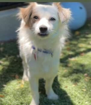 Dusty CA -  Papillon Dog for Adoption in Hillside, Illinois - Dusty CA | PetCurious