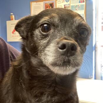 Mixed Breed Dogs Available for Adoption in Saint Charles, Missouri - Midge | PetCurious