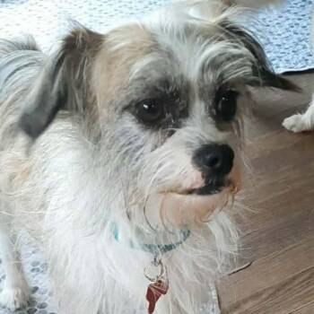 Mugsy -  Terrier and Mixed Breed Dog for Adoption in Olathe, Kansas - Mugsy | PetCurious