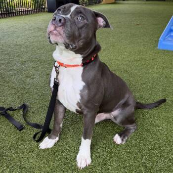 Chunker -  American Bulldog and Mixed Breed Dog for Adoption in West Palm Beach, Florida - Chunker | PetCurious