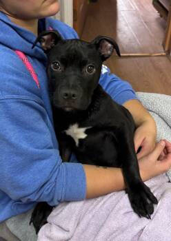Rescue Black Labrador Retriever and Pit Bull Terrier Dogs for Adoption in Pine Grove, Pennsylvania - Louie | PetCurious