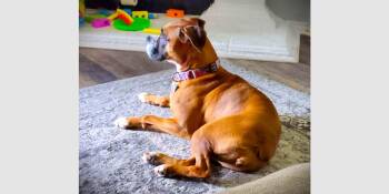 Luna XII -  Boxer Dog for Adoption in Hewitt, Texas - Luna XII | PetCurious