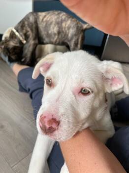 Cattle Dog Dogs Available for Adoption in Fort Lupton, Colorado - Marcelline | PetCurious