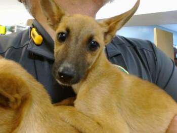 LUCERA -  German Shepherd Dog and Mixed Breed Dog for Adoption in Doral, Florida - LUCERA | PetCurious