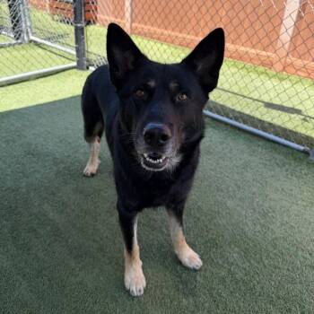 Edgar -  German Shepherd Dog and Mixed Breed Dog for Adoption in Hawthorne, California - Edgar | PetCurious