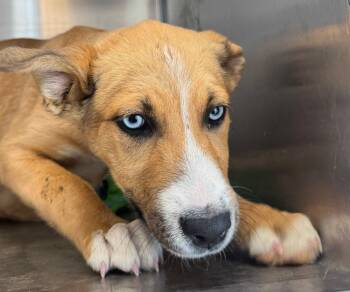 Shepherd Dogs Available for Adoption in Kingman, Arizona - Iris | PetCurious