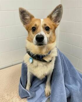 EQUINOX -  Cardigan Welsh Corgi Dog for Adoption in Leesburg, Virginia - EQUINOX | PetCurious