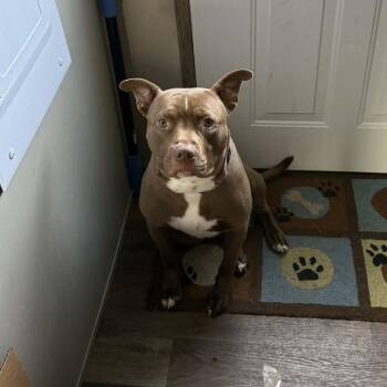 American Bully Dogs Available for Adoption in Zuni, Virginia - Jericho | PetCurious