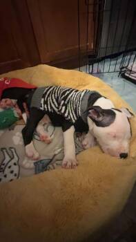 Mixed Breed Dogs Available for Adoption - Patches | PetCurious