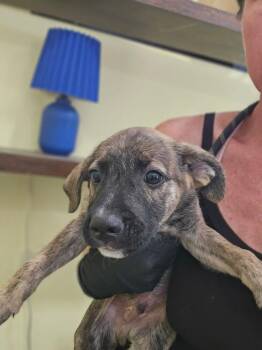 Rowan -  Black Mouth Cur Dog for Adoption in Lakeland, Florida - Rowan | PetCurious