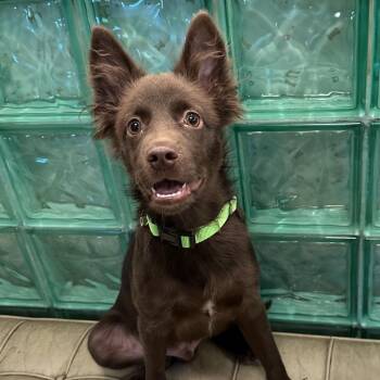 BamBam -  Mixed Breed Dog for Adoption in San Francisco, California - BamBam | PetCurious