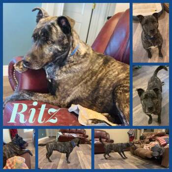 Ritz -  German Shepherd Dog and Akita Dog for Adoption in Papillion, Nebraska - Ritz | PetCurious