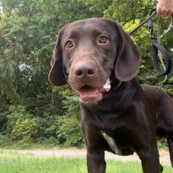 Max -  Labrador Retriever Dog for Adoption in Jeffersonville, Indiana - Max | PetCurious