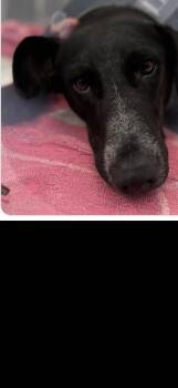 Labrador Retriever Dogs Available for Adoption - Violet | PetCurious