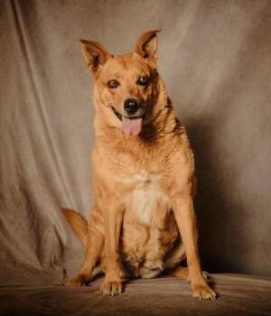 Jasmine -  Shepherd Dog for Adoption in Lubbock, Texas - Jasmine | PetCurious