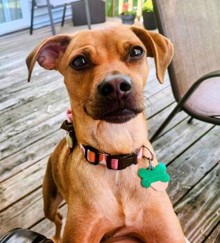 Dolly -  Pug and Dachshund Dog for Adoption in Aurora, Illinois - Dolly | PetCurious