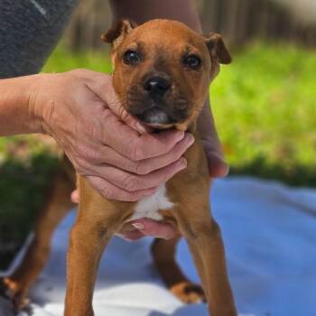 Boxer and Mixed Breed Dogs Available for Adoption - Archie | PetCurious