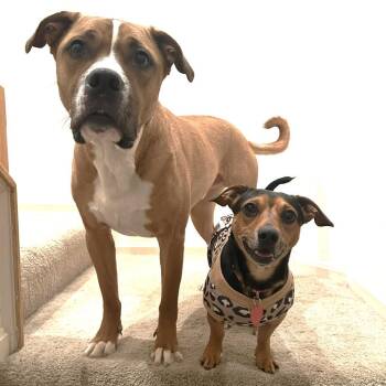 Chihuahua and Dachshund Dogs Available for Adoption - Eddie | PetCurious