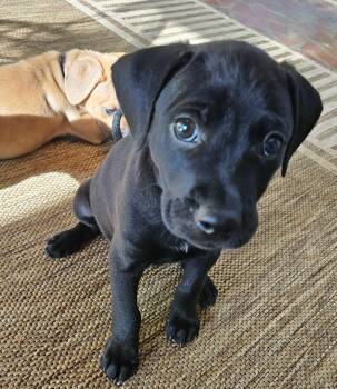 Newt -  Labrador Retriever and Hound Dog for Adoption in Rock Hill, South Carolina - Newt | PetCurious