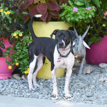 Ringlet -  Labrador Retriever Dog for Adoption in Wake Forest, North Carolina - Ringlet | PetCurious