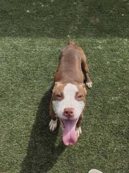 Gizmo -  Mixed Breed Dog for Adoption in Lafayette, Indiana - Gizmo | PetCurious