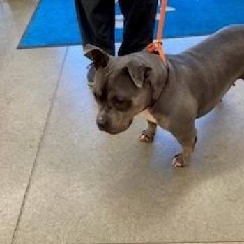 Melon -  Pit Bull Terrier and Mixed Breed Dog for Adoption in York, Pennsylvania - Melon | PetCurious