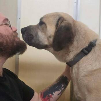 Great Pyrenees and Rhodesian Ridgeback Dogs Available for Adoption in Park Falls, Wisconsin - Bubba | PetCurious