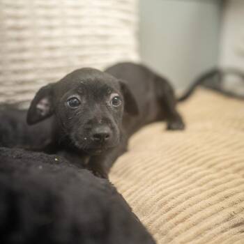 Misk -  Terrier and Mixed Breed Dog for Adoption in Pawling, New York - Misk | PetCurious