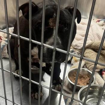 Percy ~ Coming Soon!!! -  Pit Bull Terrier Dog for Adoption in Chicago, Illinois - Percy ~ Coming Soon!!! | PetCurious