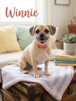Winnie -  Pug and Beagle Dog for Adoption in Orange, California - Winnie | PetCurious