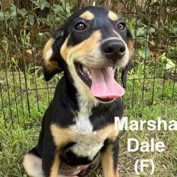 Marsha Dale -  Hound and Labrador Retriever Dog for Adoption in Wadena, Minnesota - Marsha Dale | PetCurious